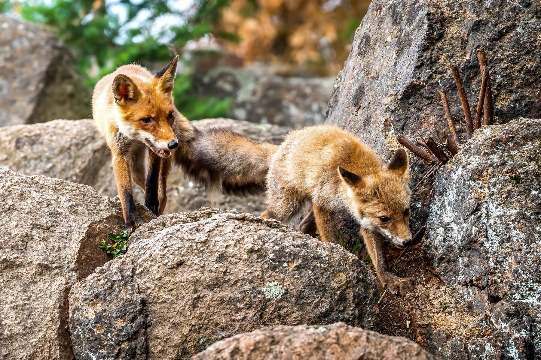 10_GermanyWoodlandCreatures__RedFox_shutterstock_1701685981