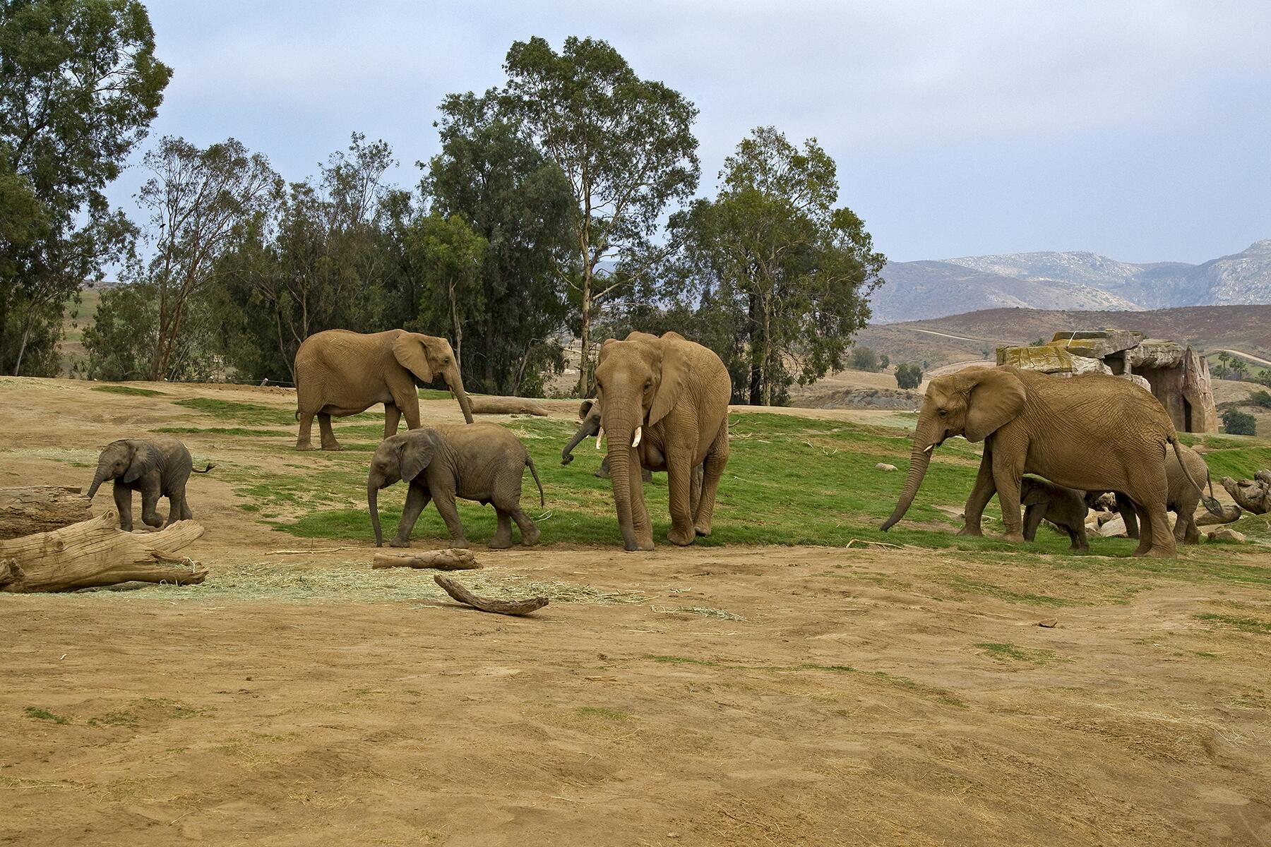 11_AnimalLivecams__Elephants_T10_0551_050