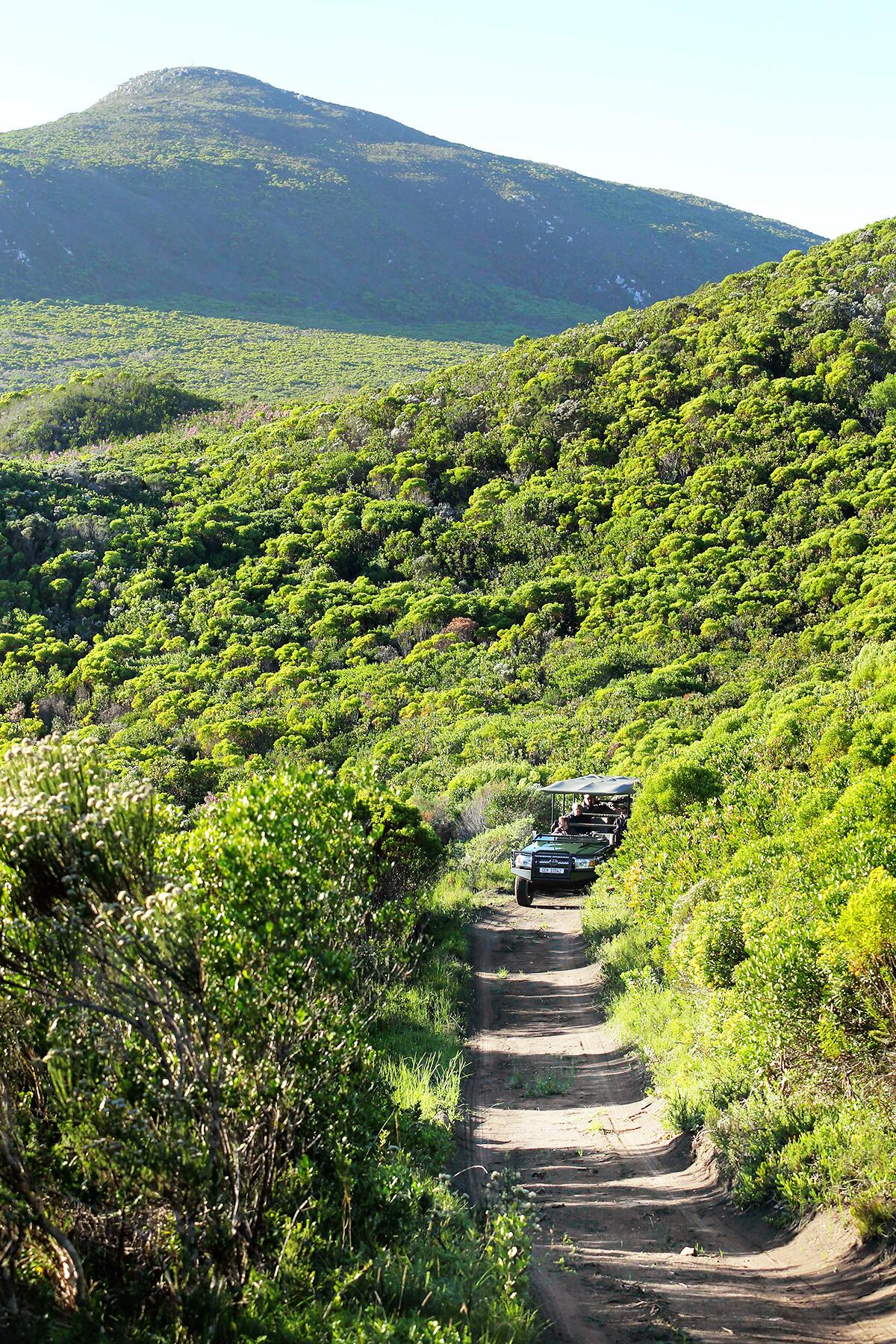 13_MostExtremePlaces__CapeFloralKingdom_13 Flower-Safari
