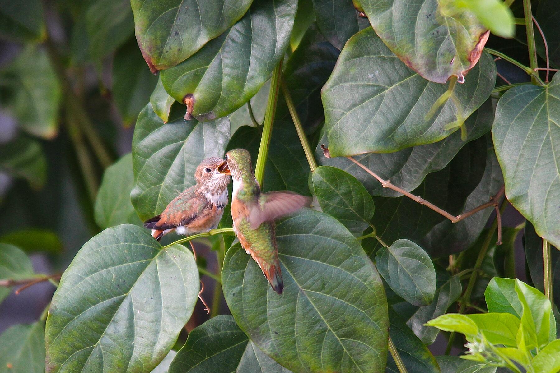 14_AnimalLivecams__Hummingbirds_14 IMG_0447