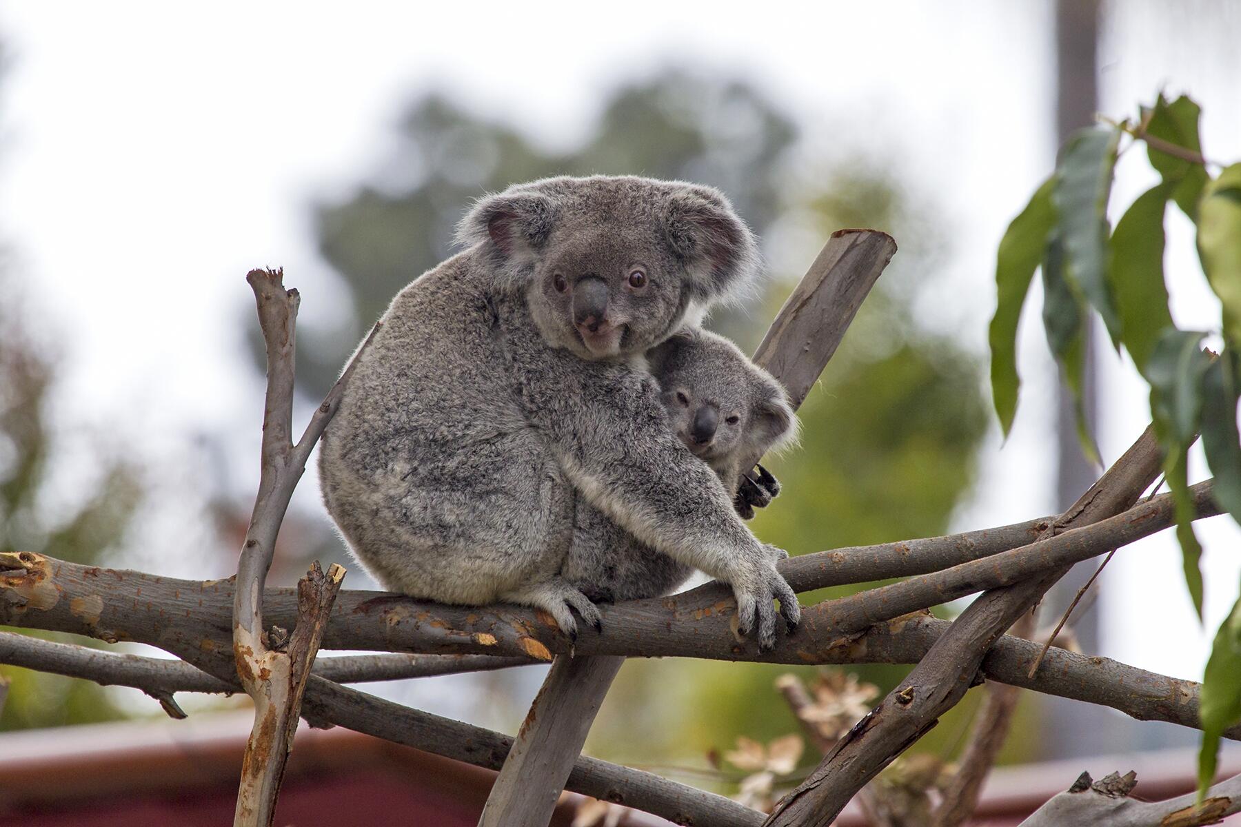 15_AnimalLivecams__Koalas_T13_0395_008