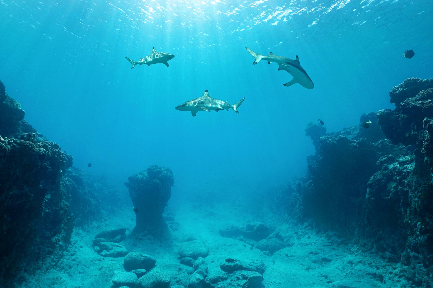 22_MostExtremePlaces__TahitiSharkSanctuary_shutterstock_522836038
