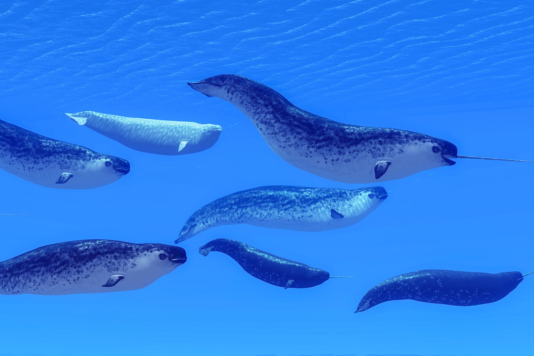 03_ArcticBabyAnimals__Narwhal_dreamstime_xxl_80503675