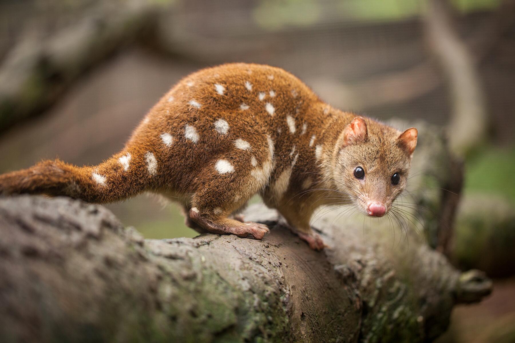 What Are The Cutest Animals In Australia
