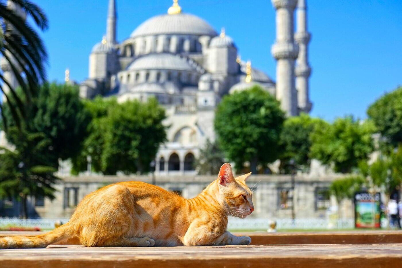 How Animals Live in Big Cities