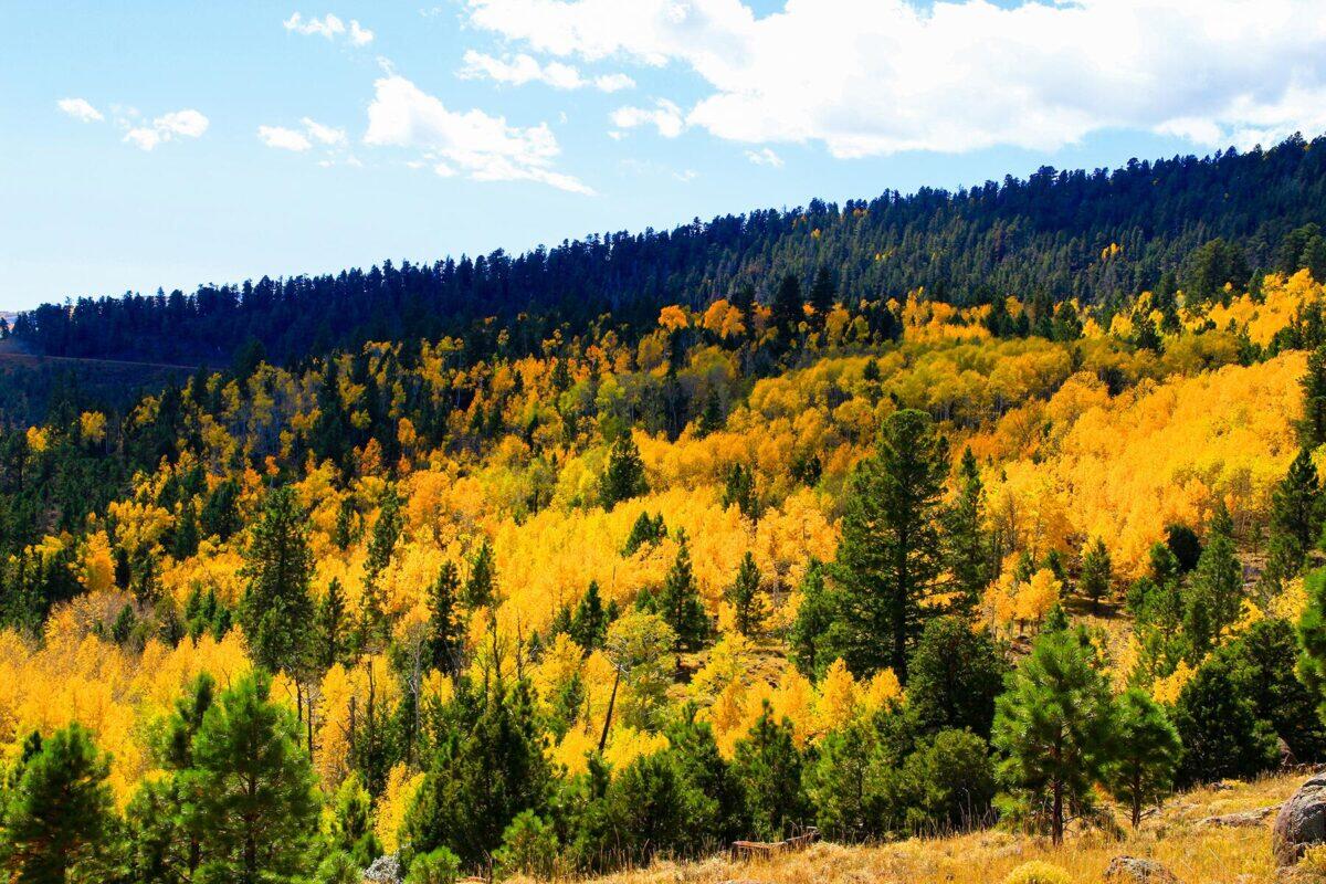 10 of the United States’ Most Beautiful Forests—Ranked
