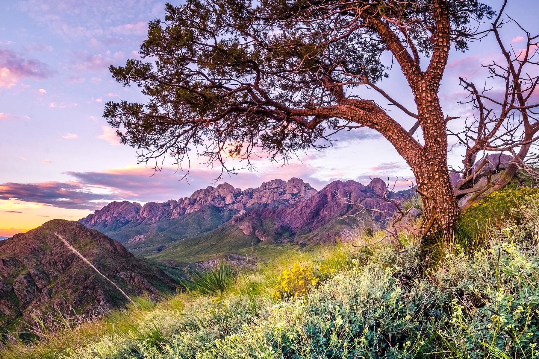 Carlsbad Caverns to Las Cruces, New Mexico