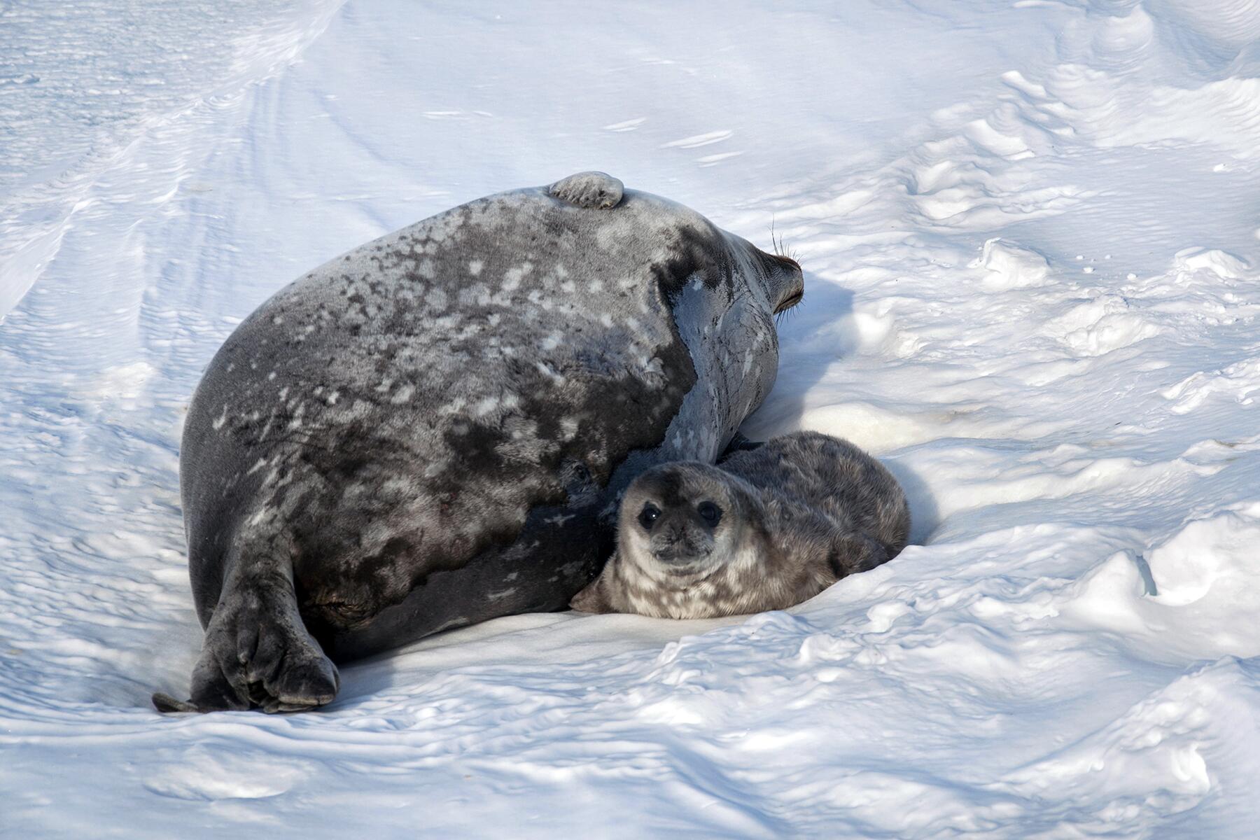 05_ArcticBabyAnimals__RingedSeal_shutterstock_739888015