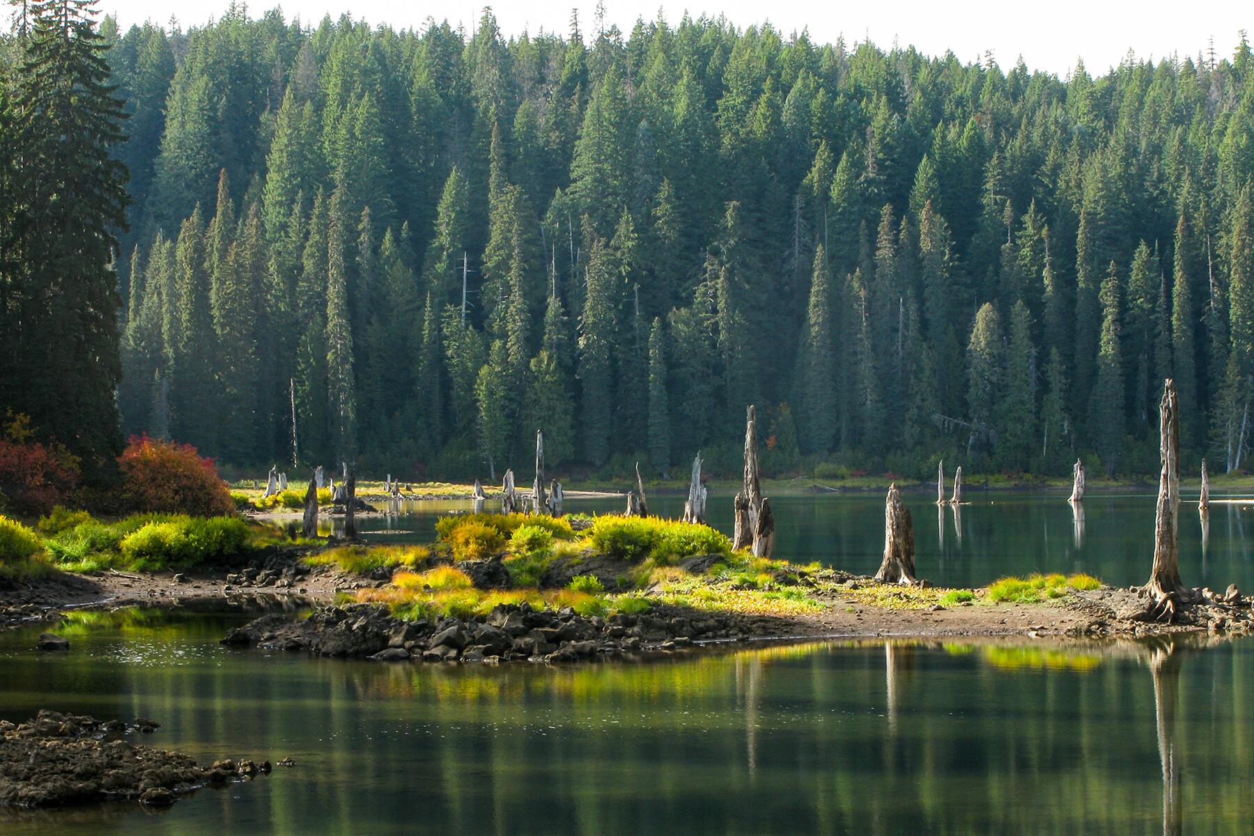 10 of the United States’ Most Beautiful Forests—Ranked