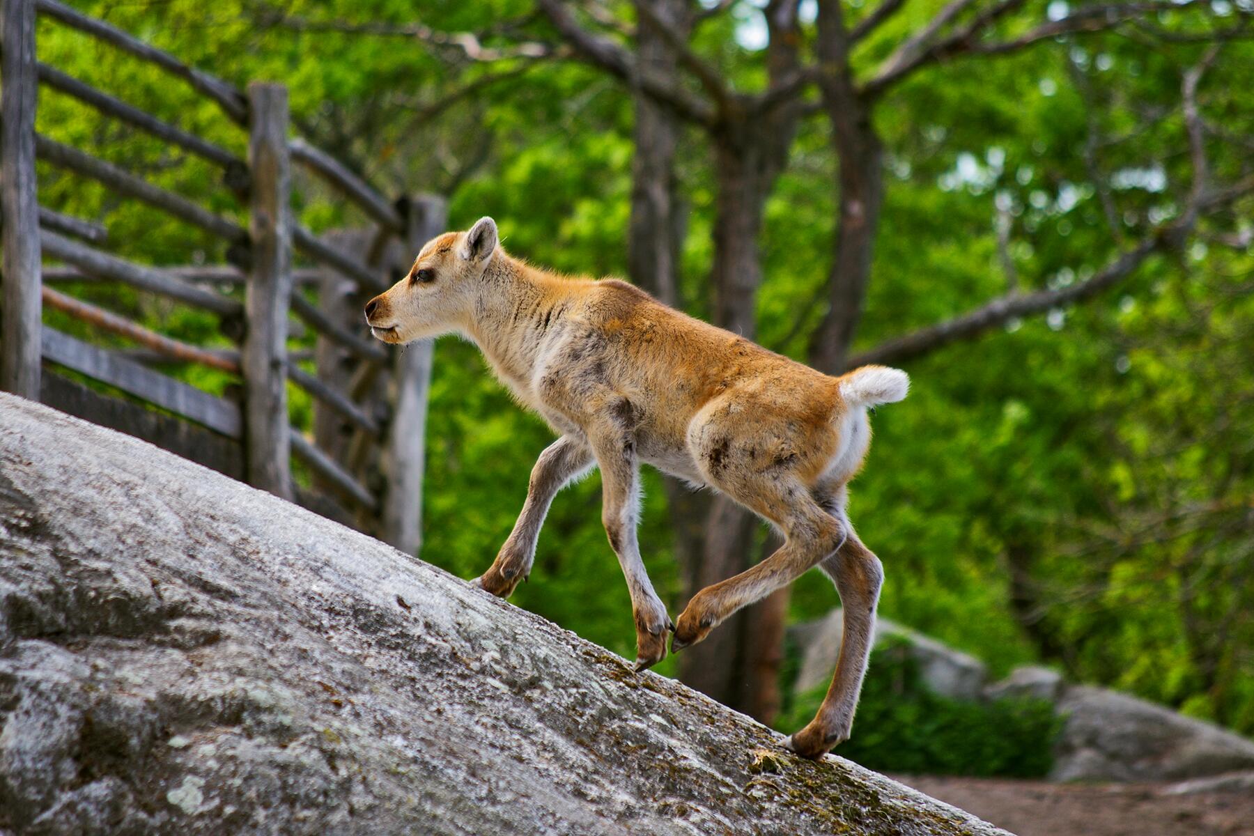 09_ArcticBabyAnimals__Reindeer_shutterstock_261530573