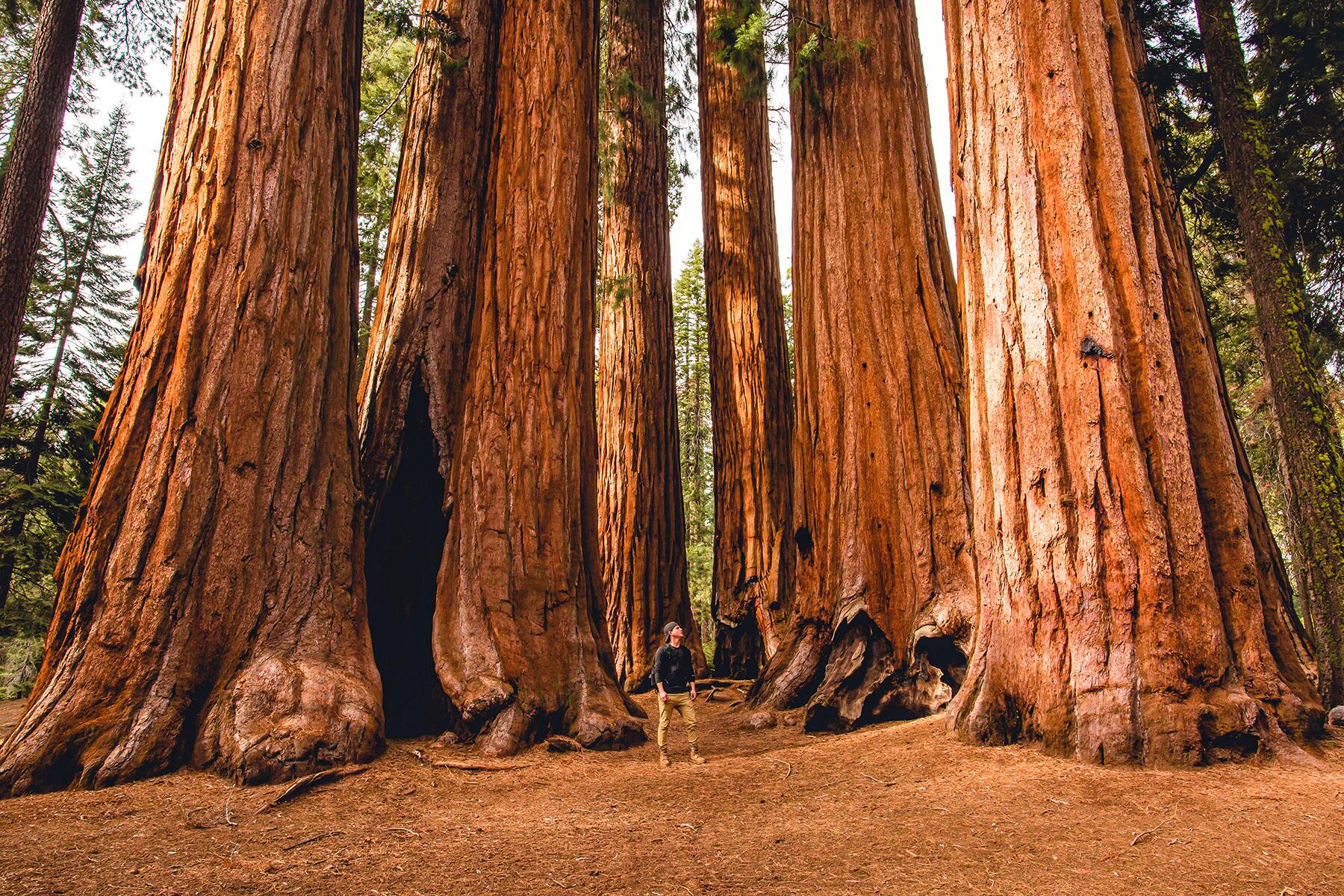 09_ForestsRanked__TheGiantForest_shutterstock_1010155804