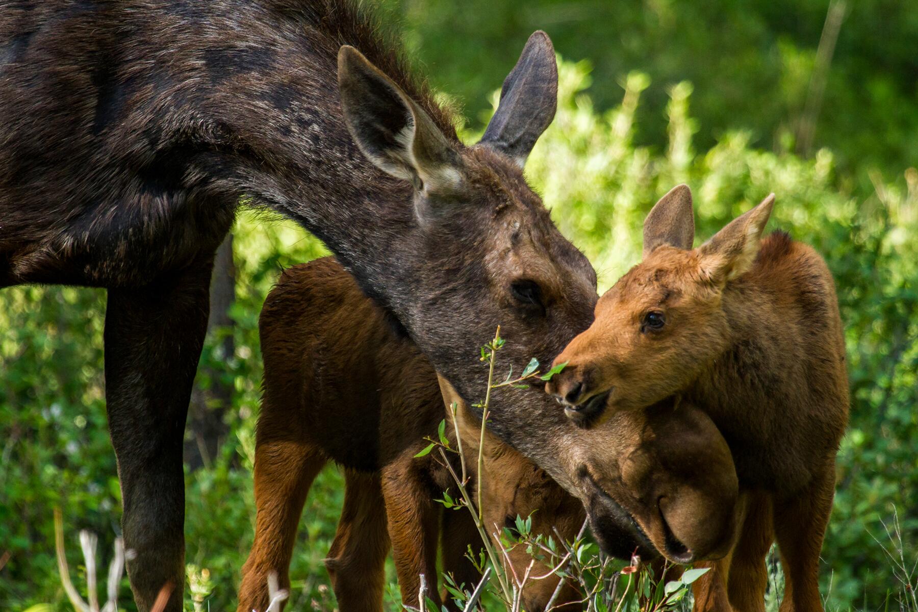 10_ArcticBabyAnimals__Moose_shutterstock_353852246