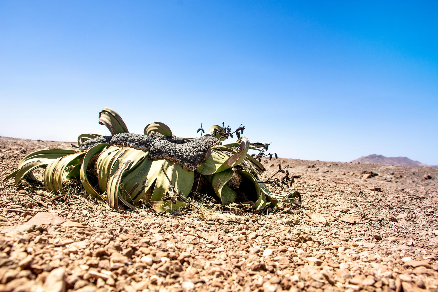 namibia 1