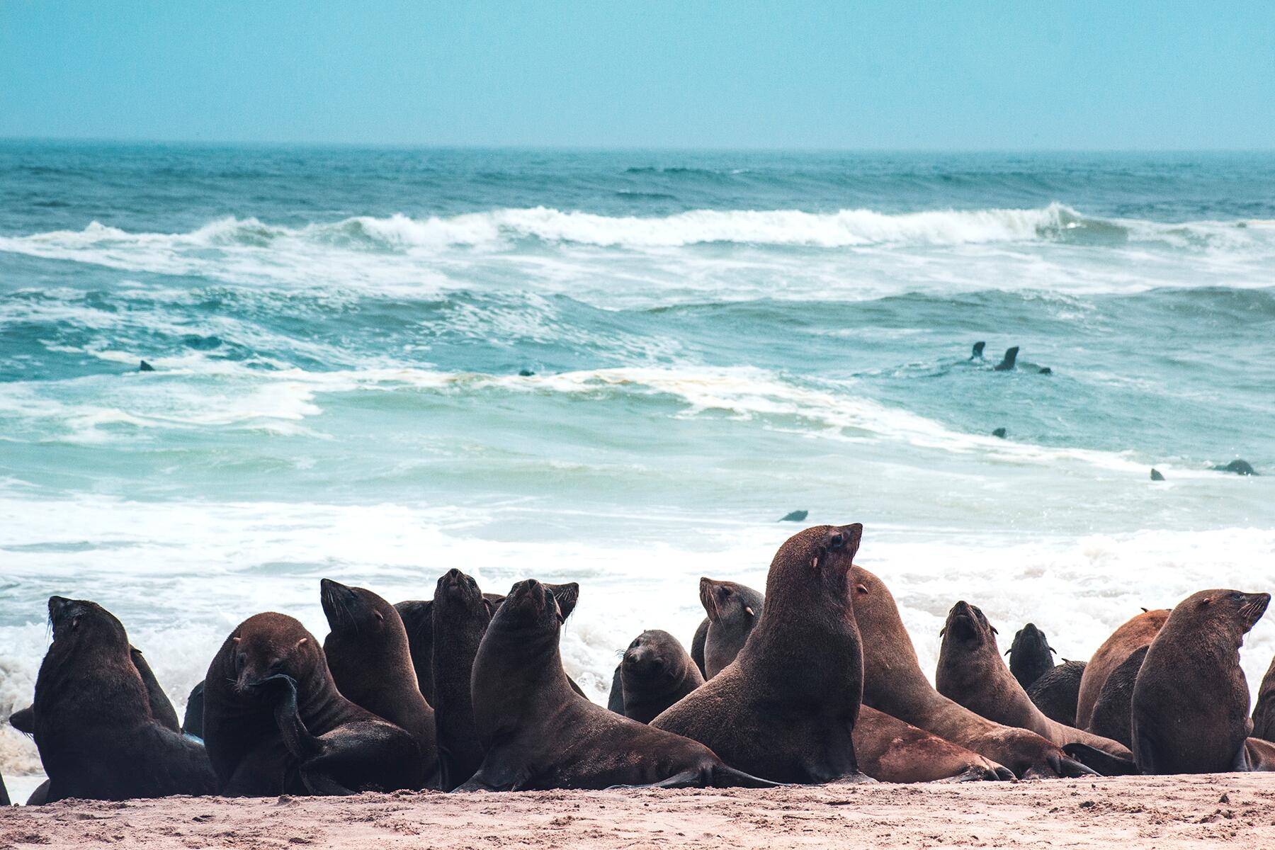 namibia 7