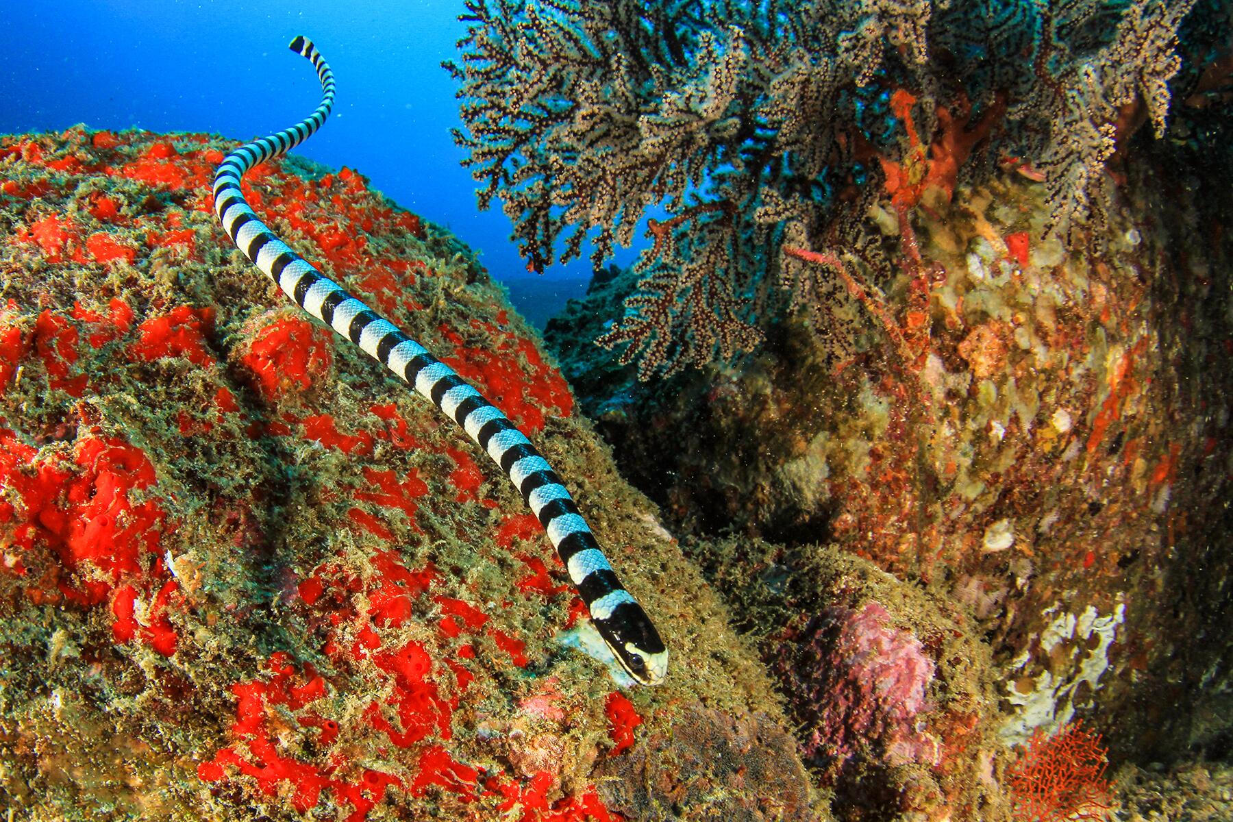01_PoisonousSnakes__BandedSeaKrait_shutterstock_634772741