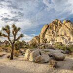 Los Angeles to Joshua Tree National Park, California