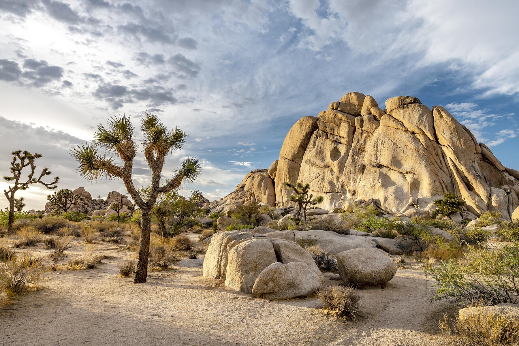 Los Angeles to Joshua Tree National Park, California