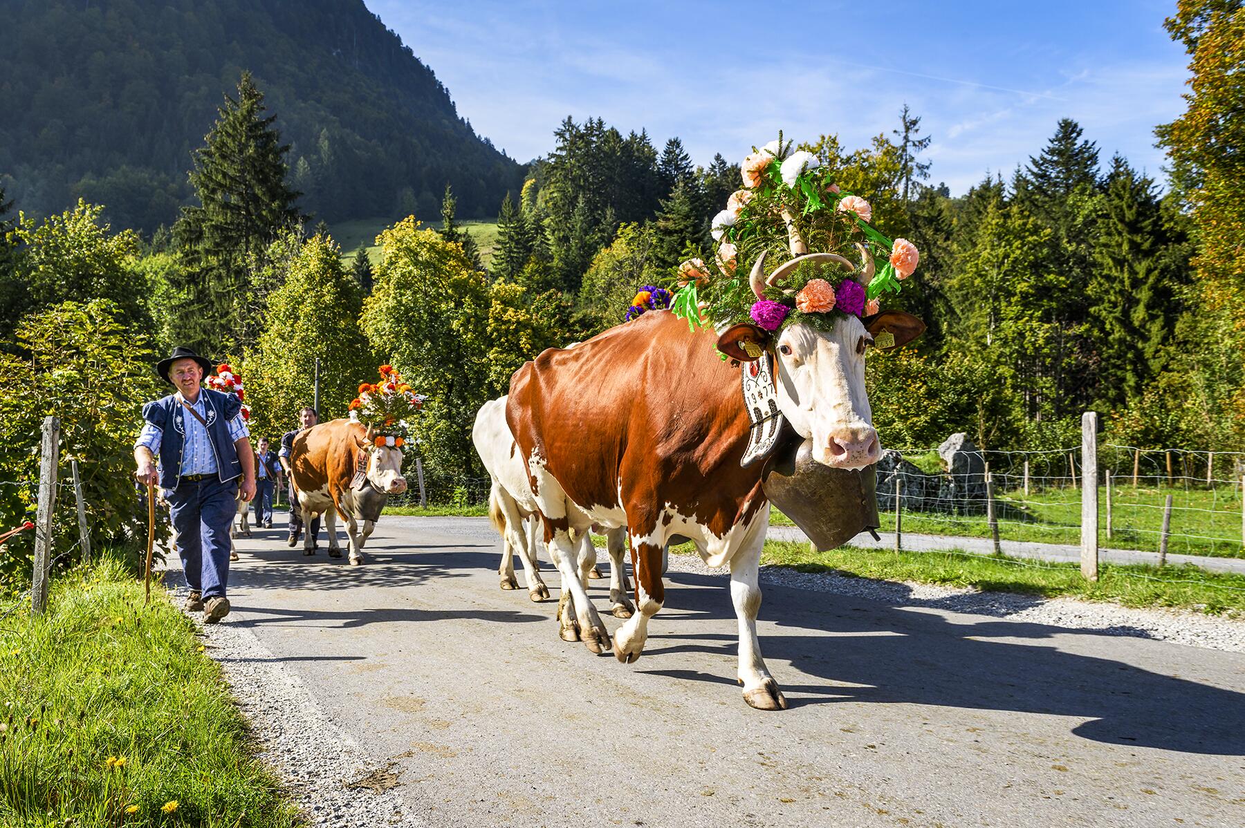 03_FreakySwissTraditions__AlpineCowDescent_iStock-577972582