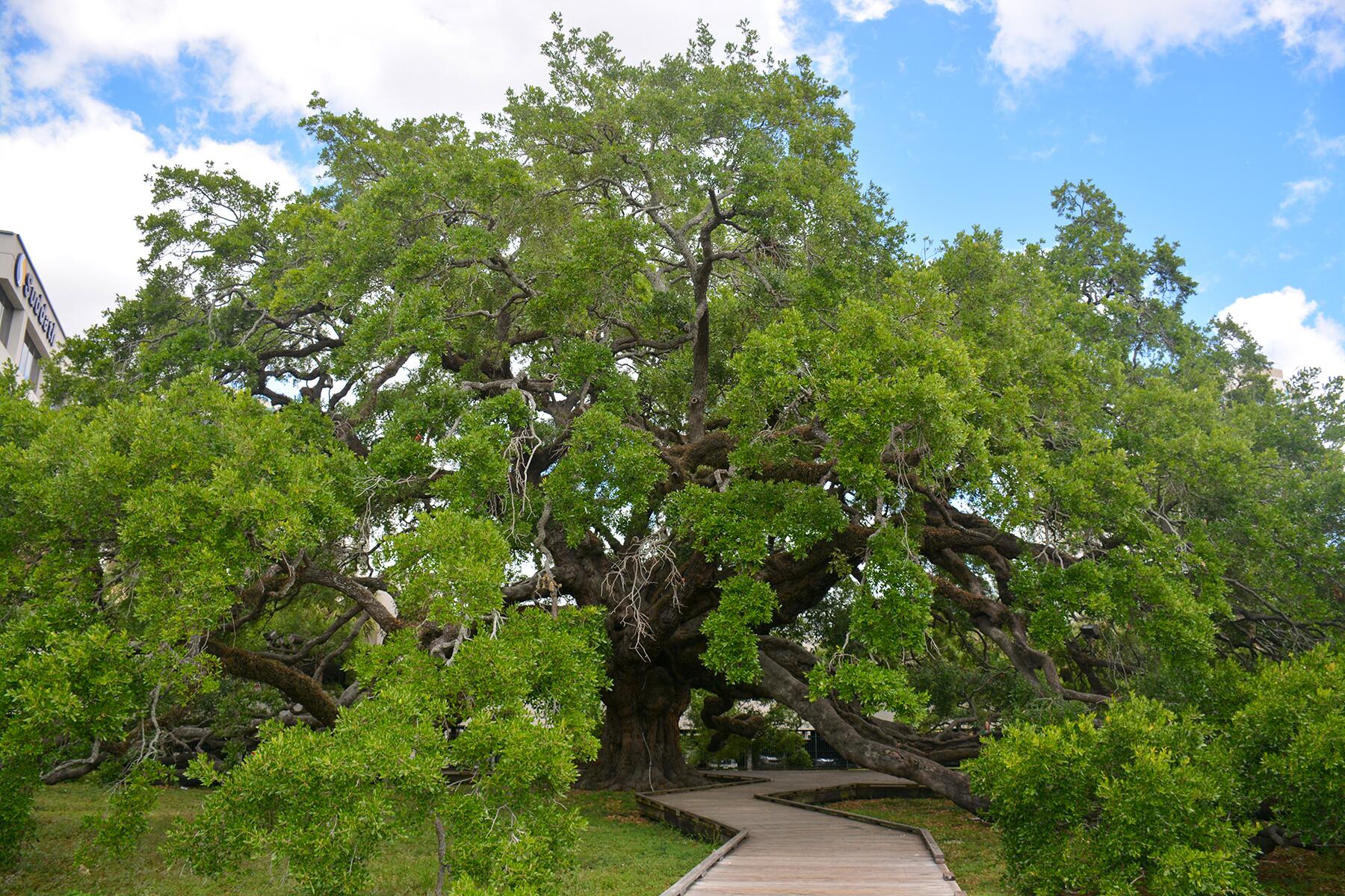 03_SecretFlorida__TreatyOak_shutterstock_1210428703