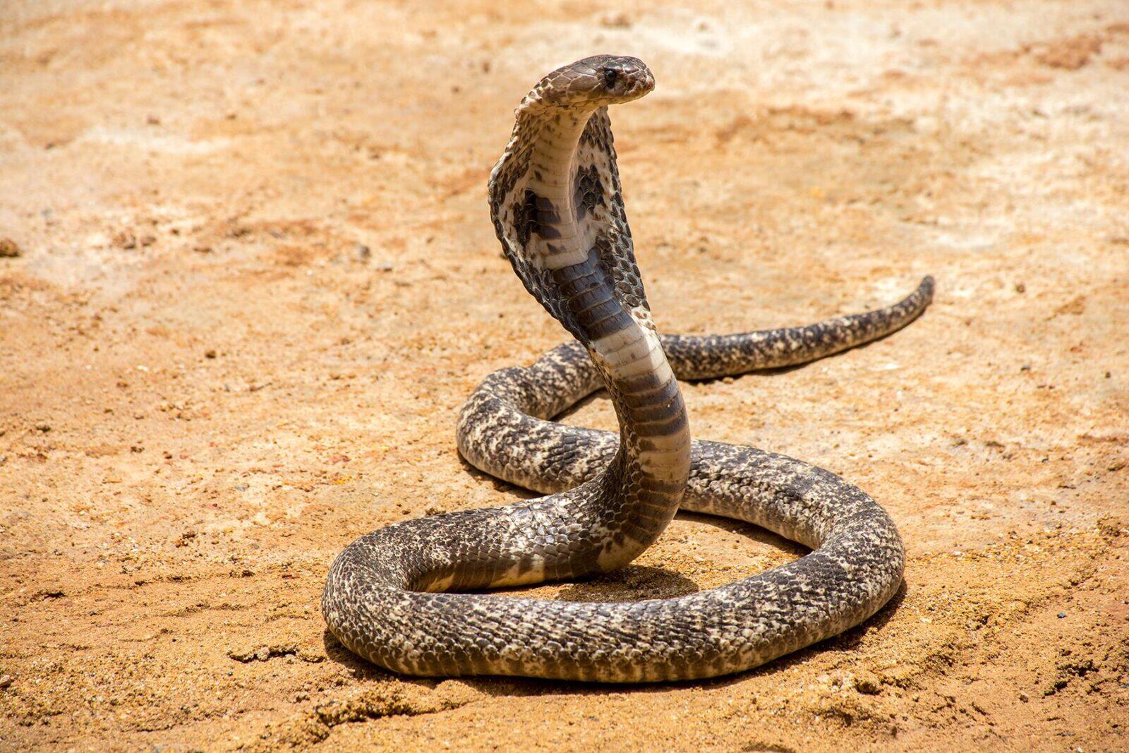 What Are the Most Poisonous Snakes in the World?