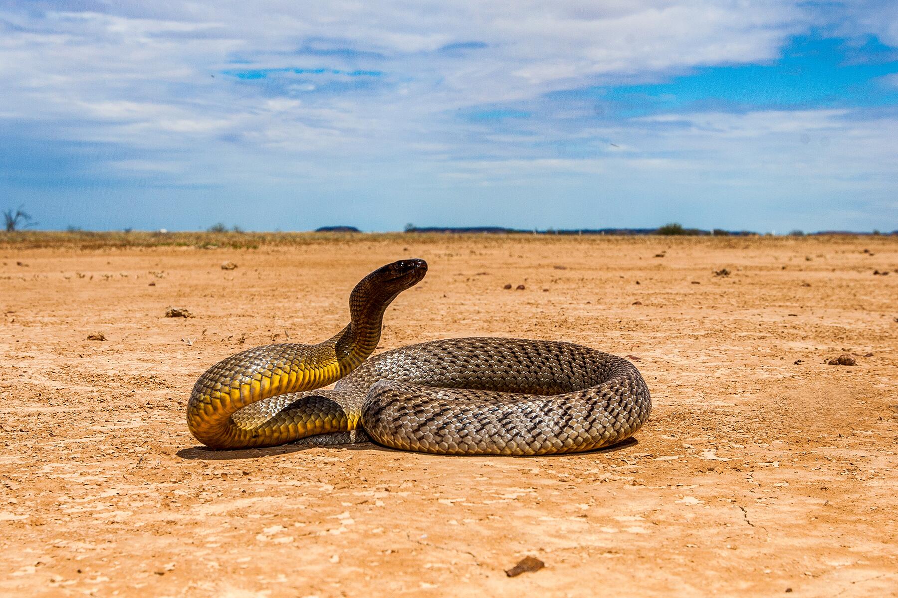 05_PoisonousSnakes__InlandTaipan_shutterstock_1459532939