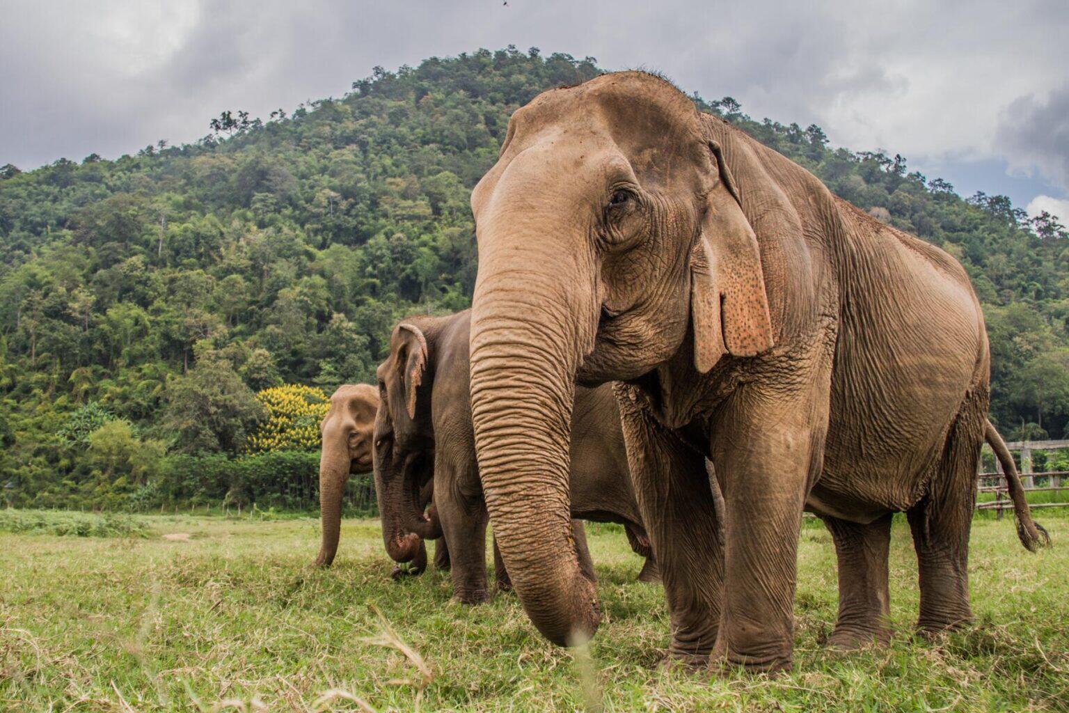 elephant tourism in thailand