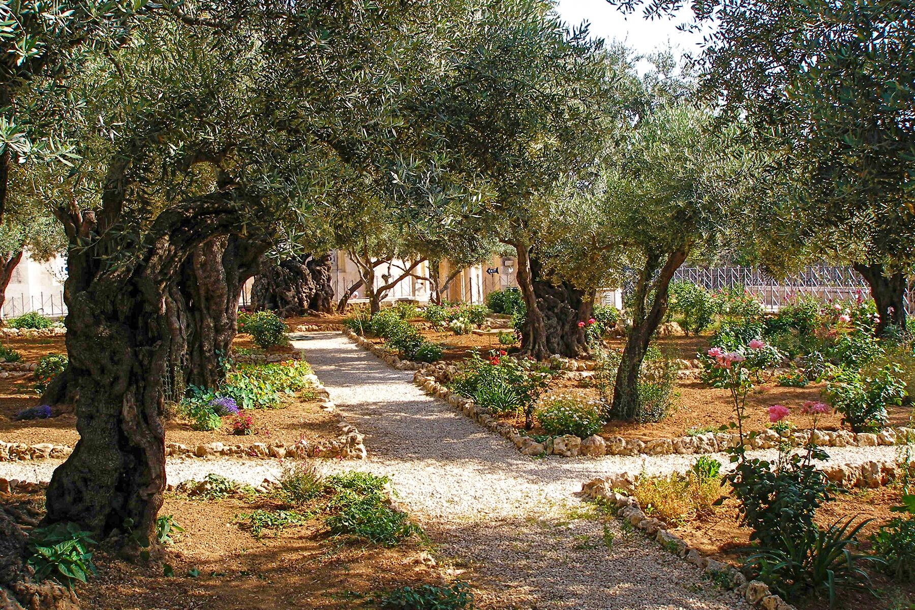 many olive trees