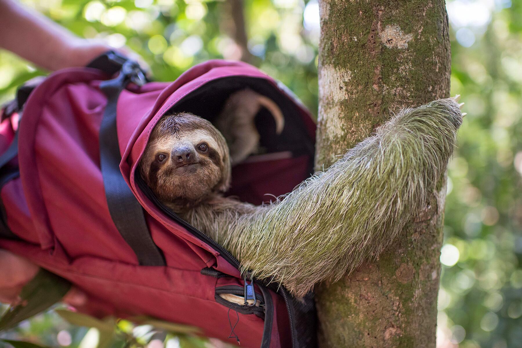 01_AnimalRescues__TheSlothInstitute_1 3F release-1