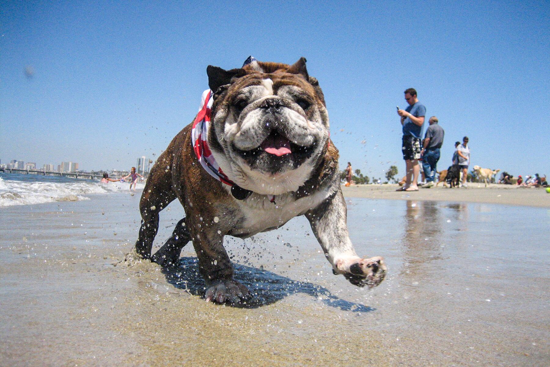 01_DogParkDestination__RosiesDogBeach_1.) A_bulldog_at_Rosie's_Dog_Beach