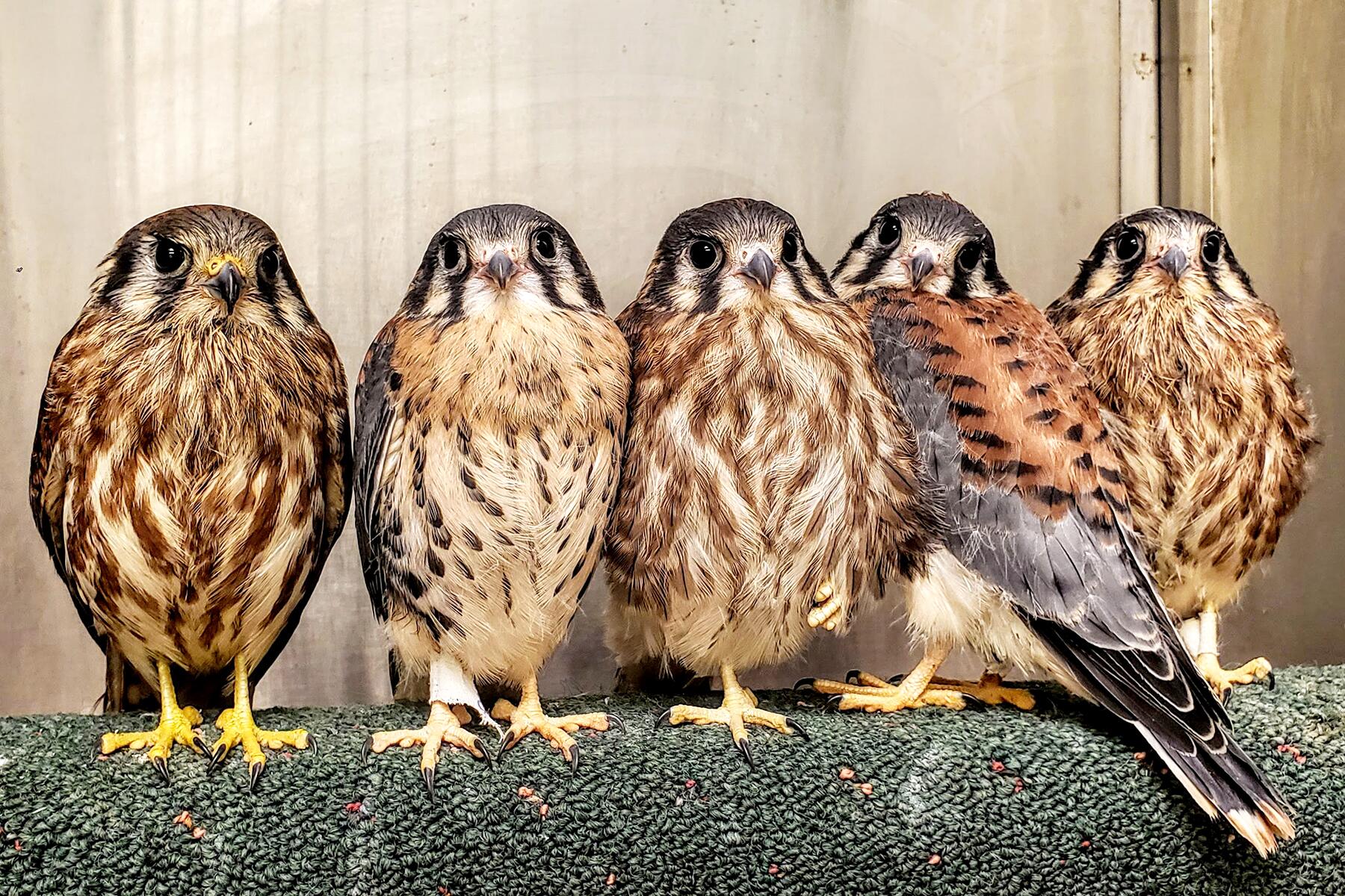 03_AnimalRescues__WildBirdFund_3 kestrel fledglings in a row 7.20 kim lightbody WBF