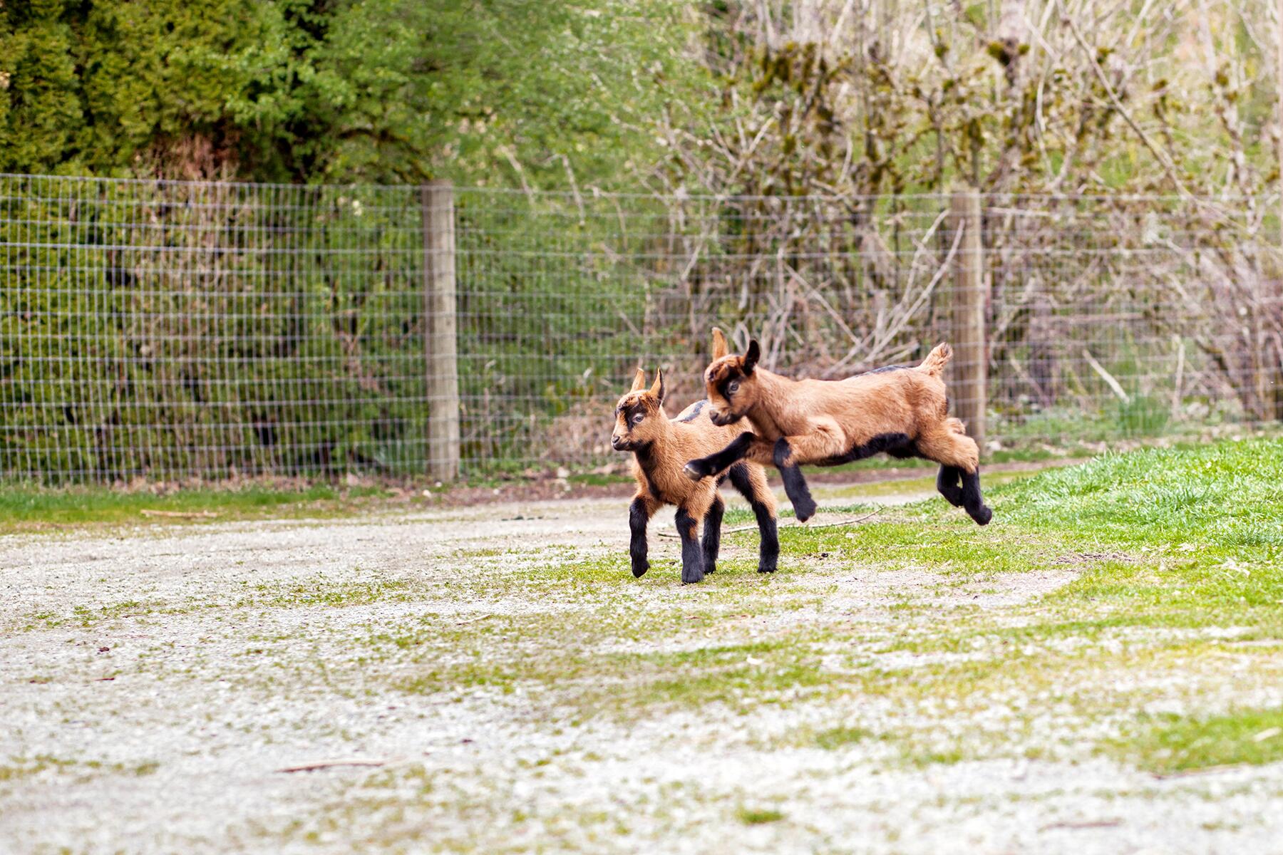 04_AnimalRescues__PugetSoundGoatRescue_4 IMG_9569