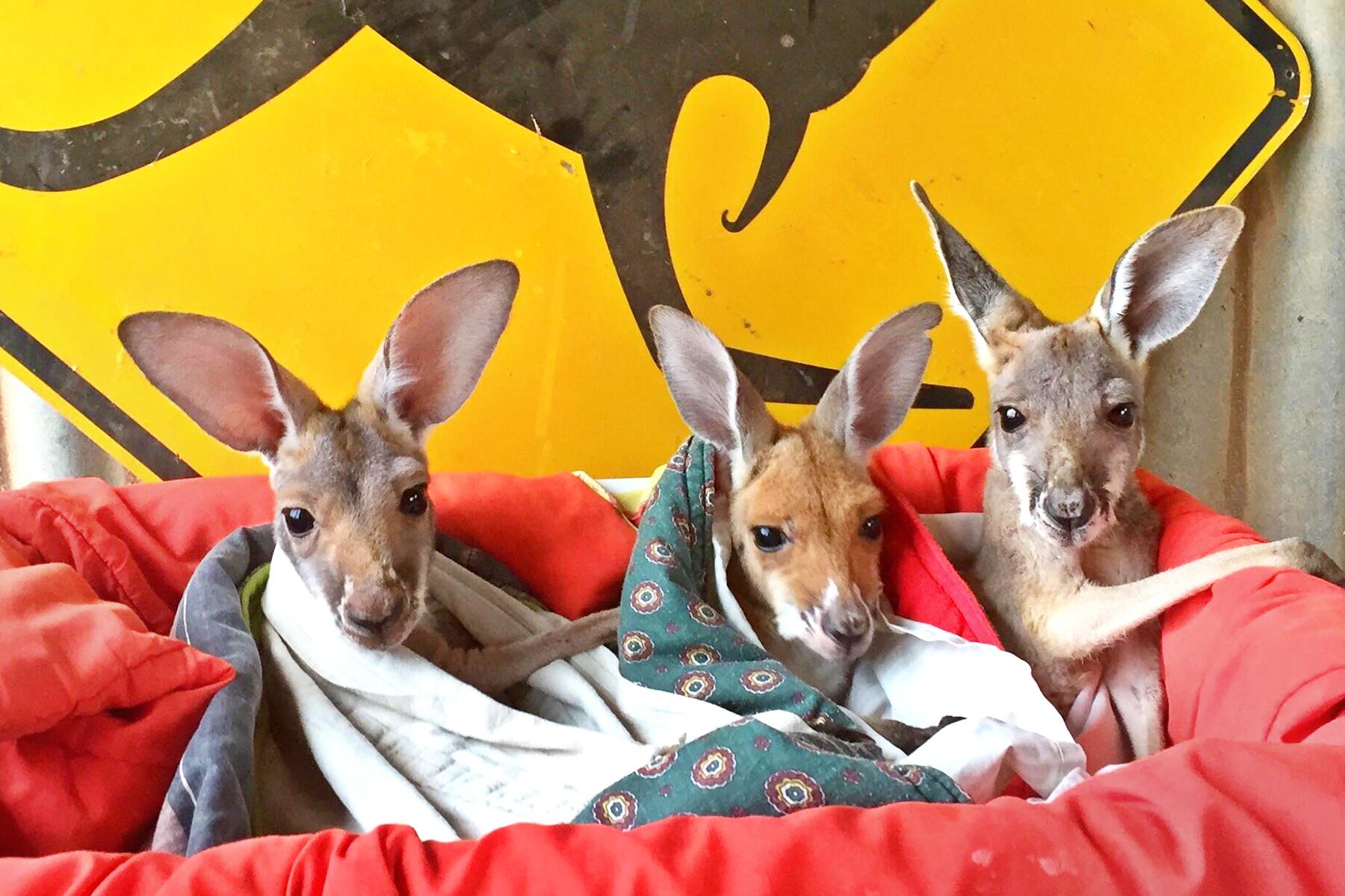 06_AnimalRescues__TheKangarooSanctuary_6 Joeys and kanga sign