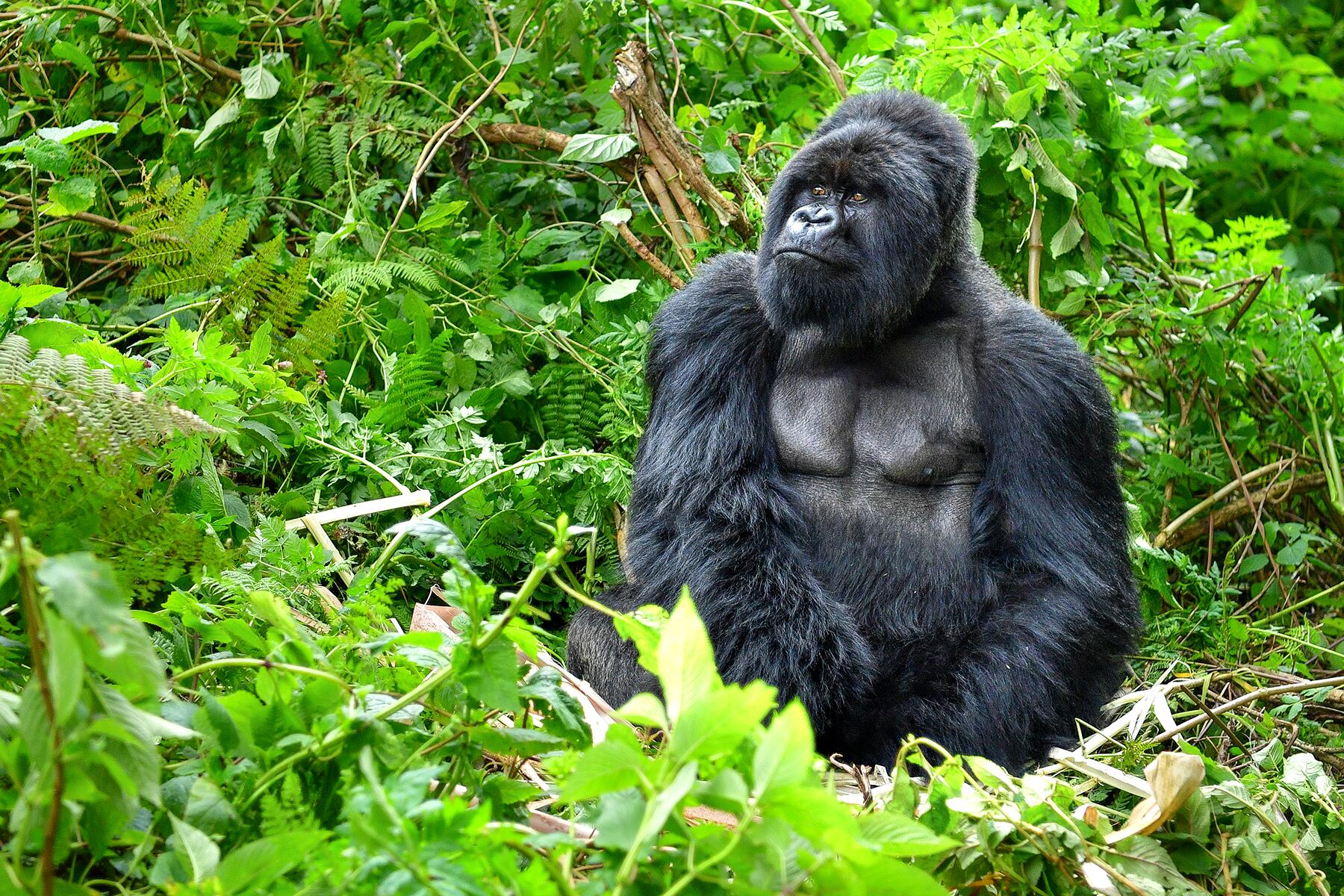 08_AnimalRescues__DianFosseyGorillaFund_8 shutterstock_547835170