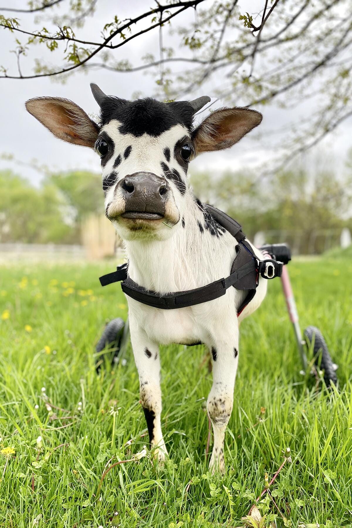 10_AnimalRescues__IowaFarmSanctuary_10 Angel
