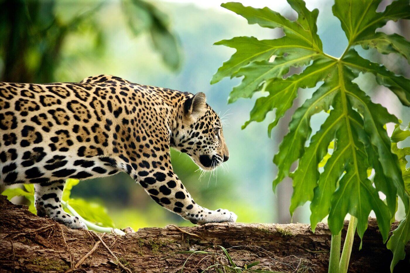 From PintSized to KingSized Go Around the World in 10 Wild Cats