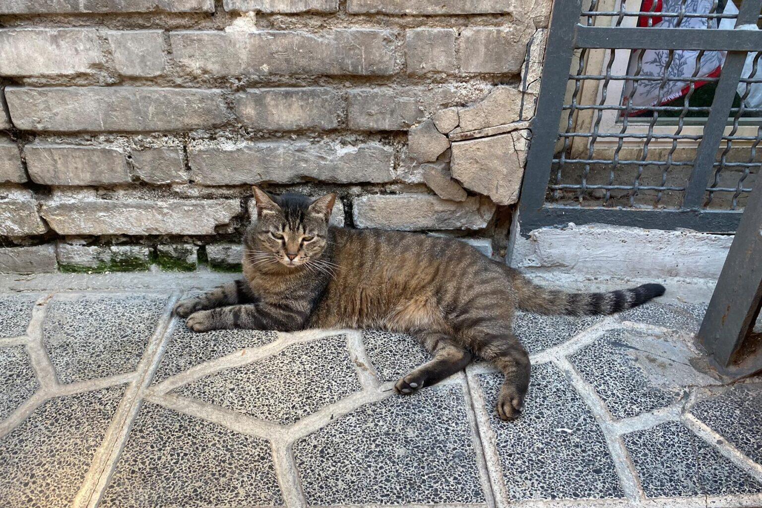 The Cat Ladies of Rome and Their Feline Sanctuary at the Largo di Torre