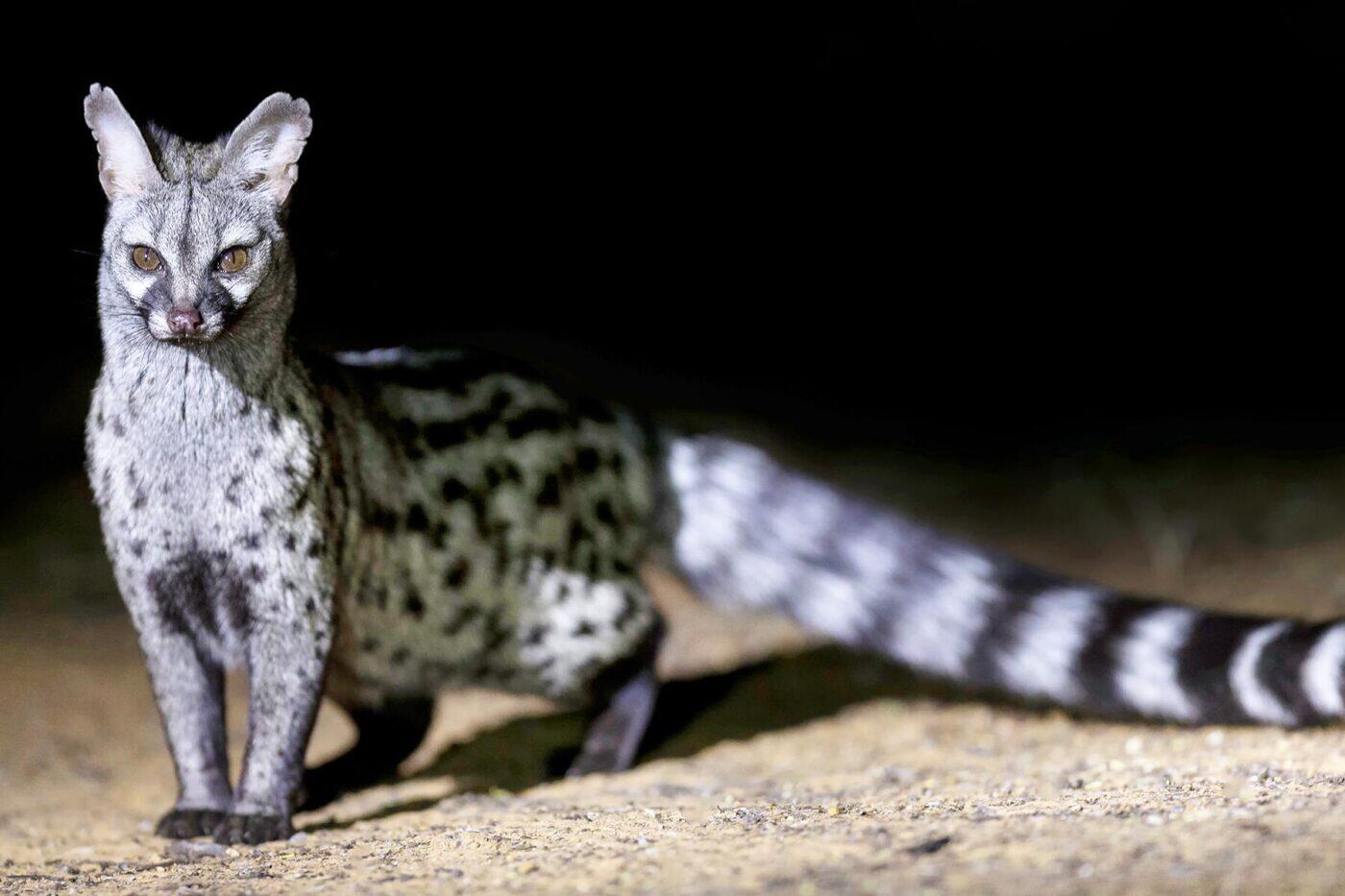 Coolest Nocturnal Animals Around the World