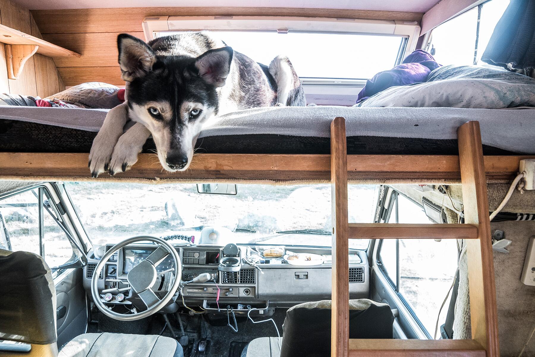 04_GrossVanlife__MuddyAnimals_iStock-996727108