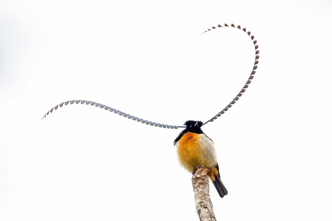 11 Weirdest Birds Around the World