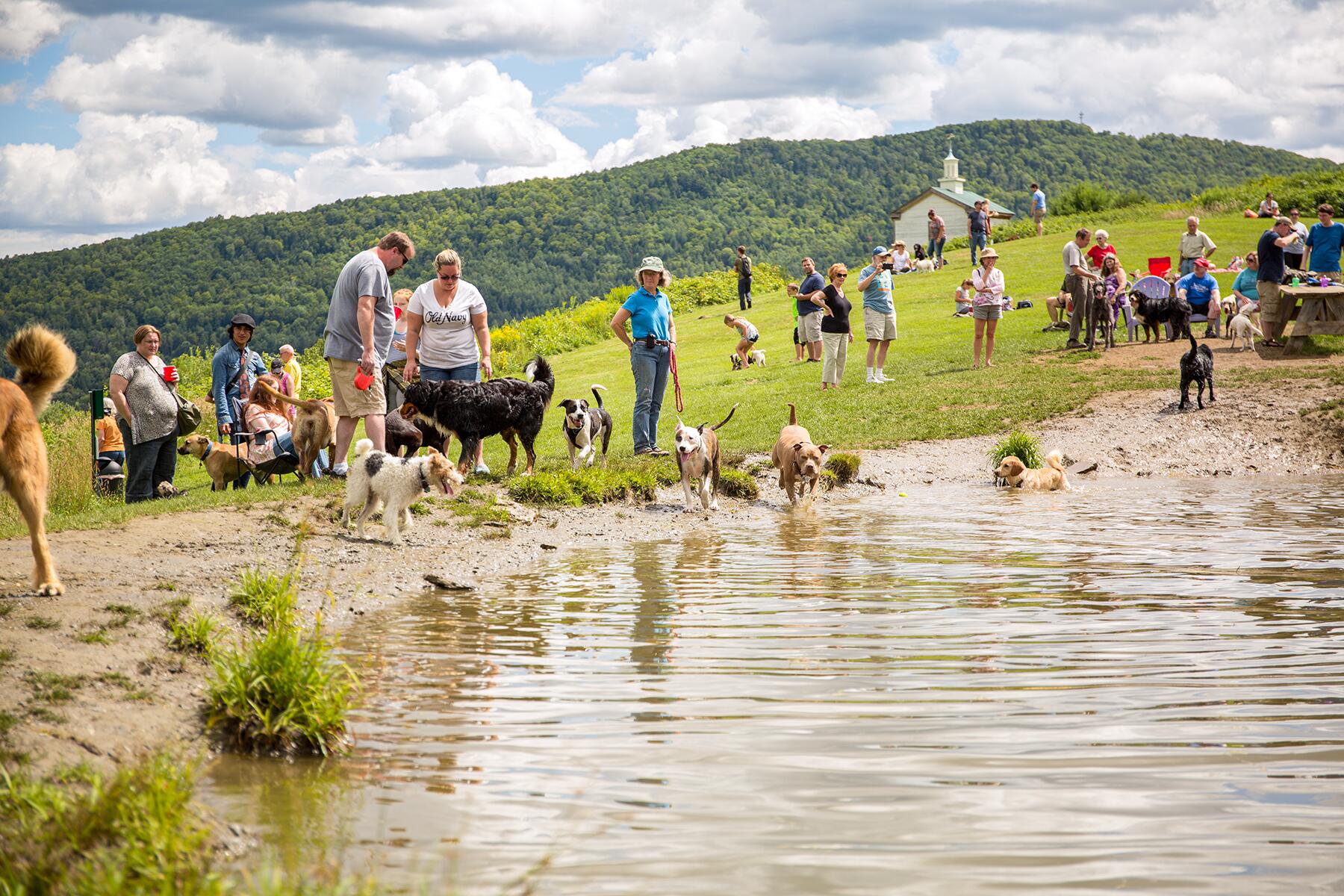 05_DogParkDestination__DogMountain_5.) Dog Party-77
