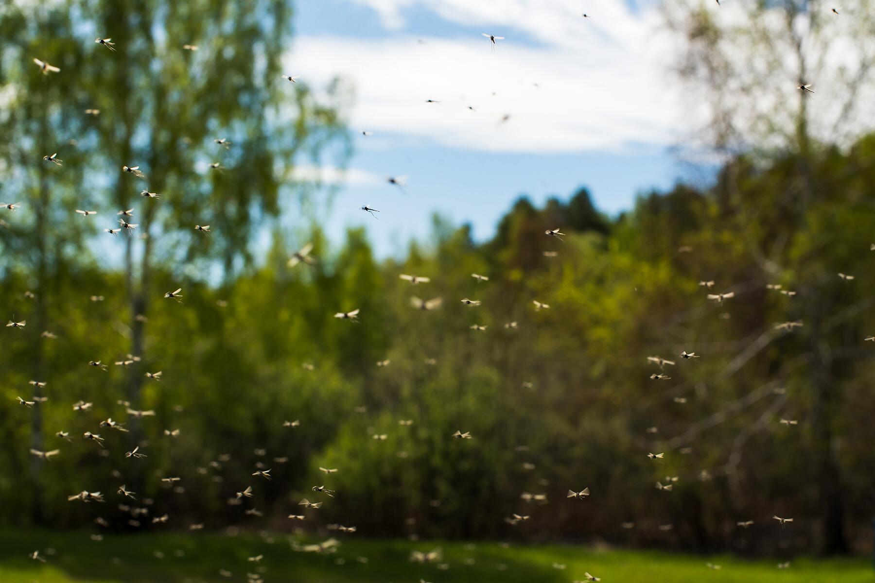 07_GrossVanlife__TicksAndMosquitos_iStock-537243082