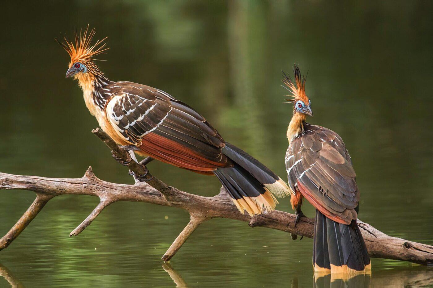 11 Weirdest Birds Around the World