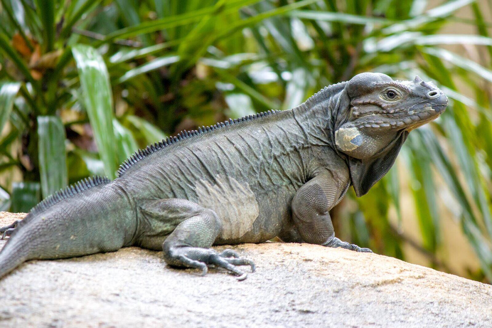 A Tour of Weird Lizards From Around the World