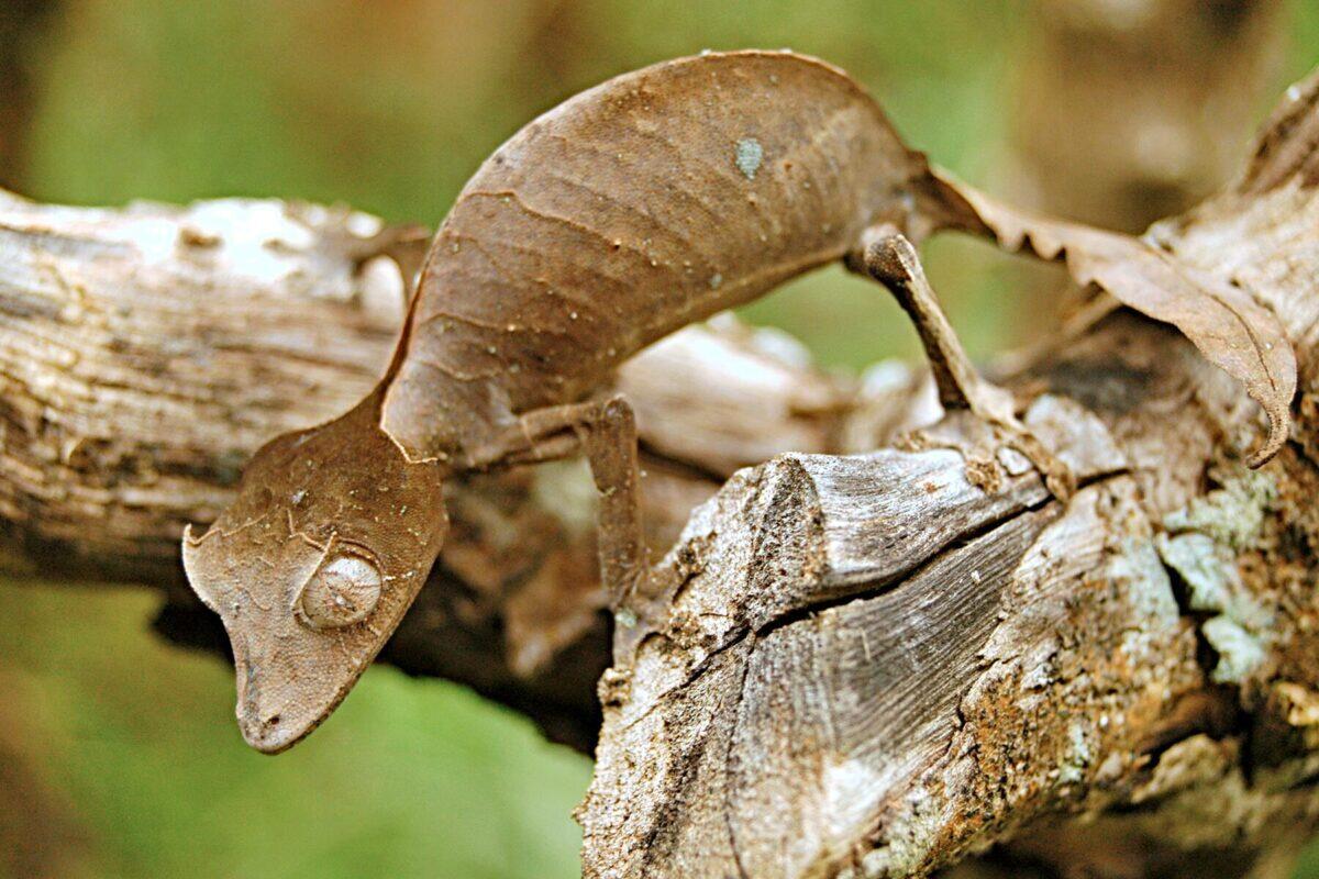 A Tour of Weird Lizards From Around the World