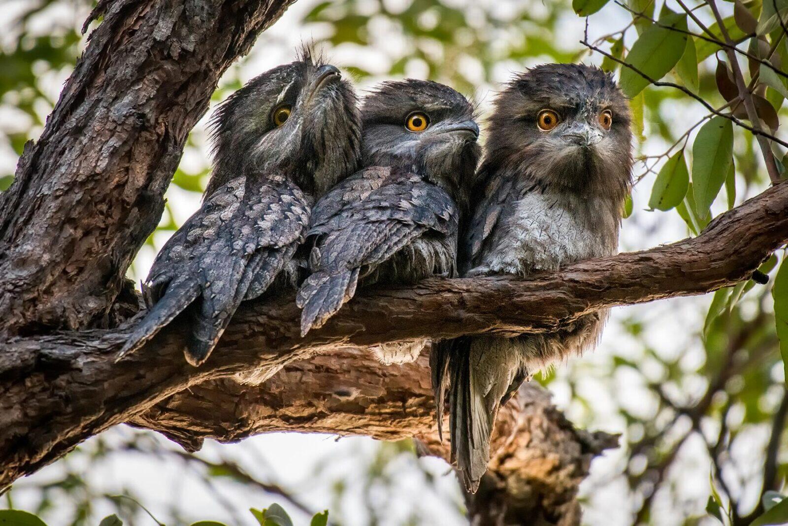 11 Weirdest Birds Around the World