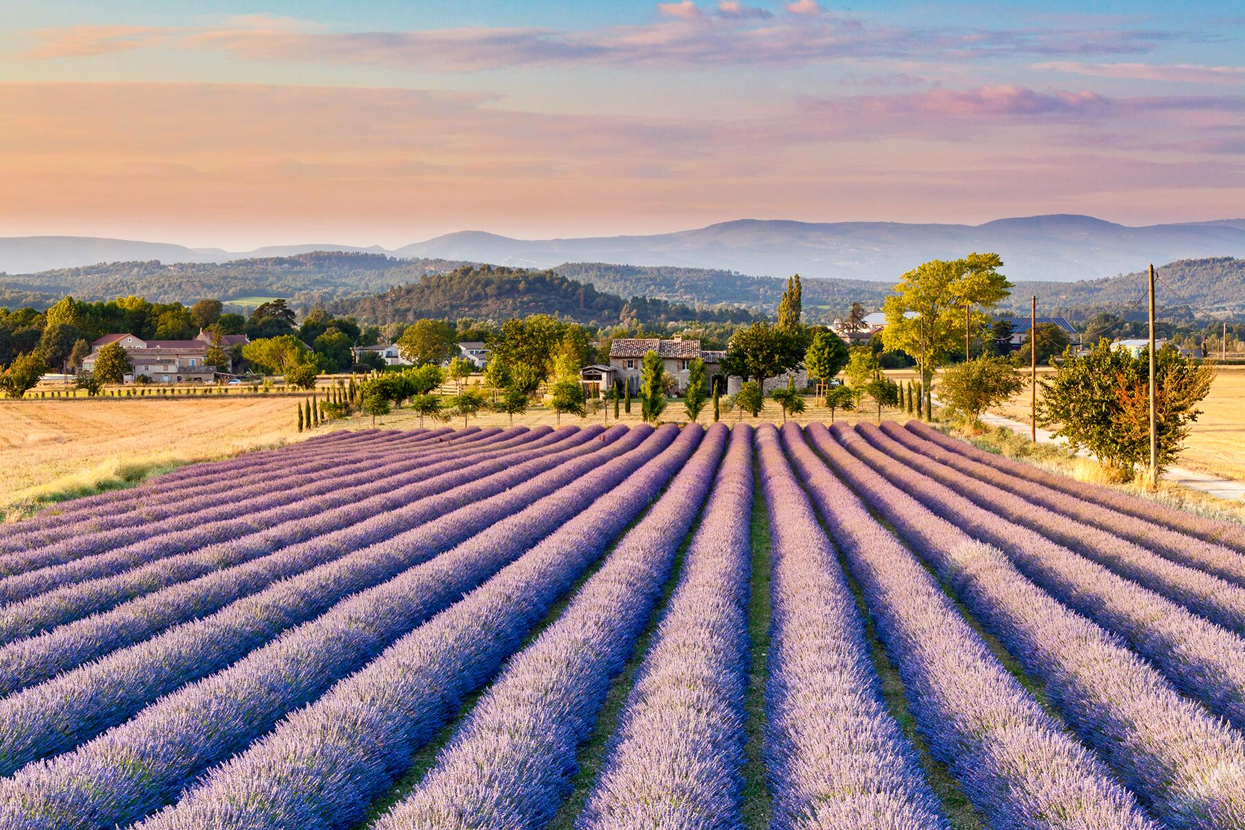 15_FranceNaturalWonders__LavenderFields_shutterstock_109543838