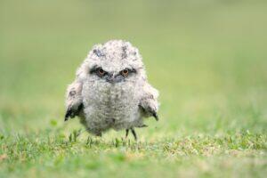 The 11 Weirdest Birds on the Planet