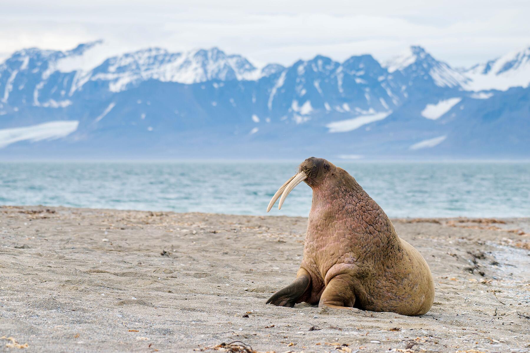 10 Animals of the North Pole