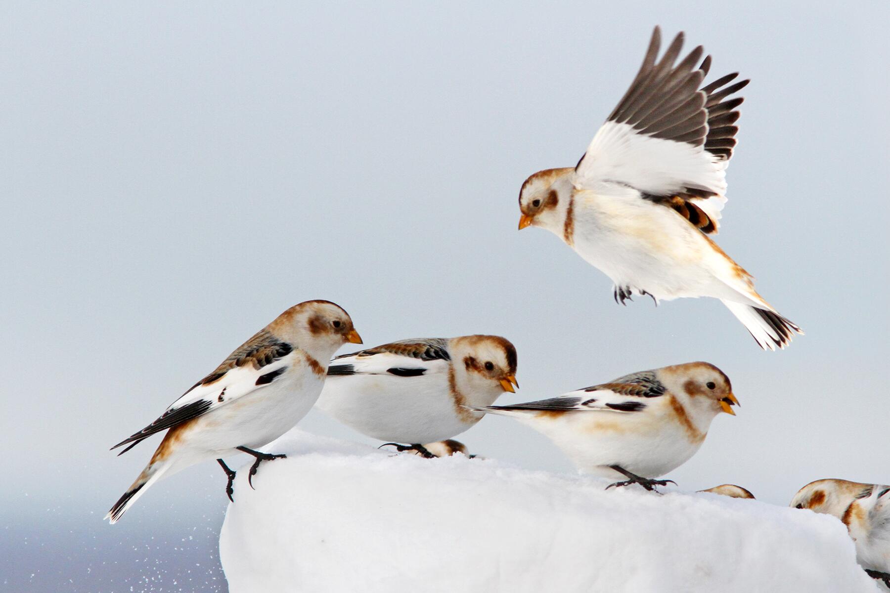 04_AnimalsofNorthPole__SnowBunting_shutterstock_529098103