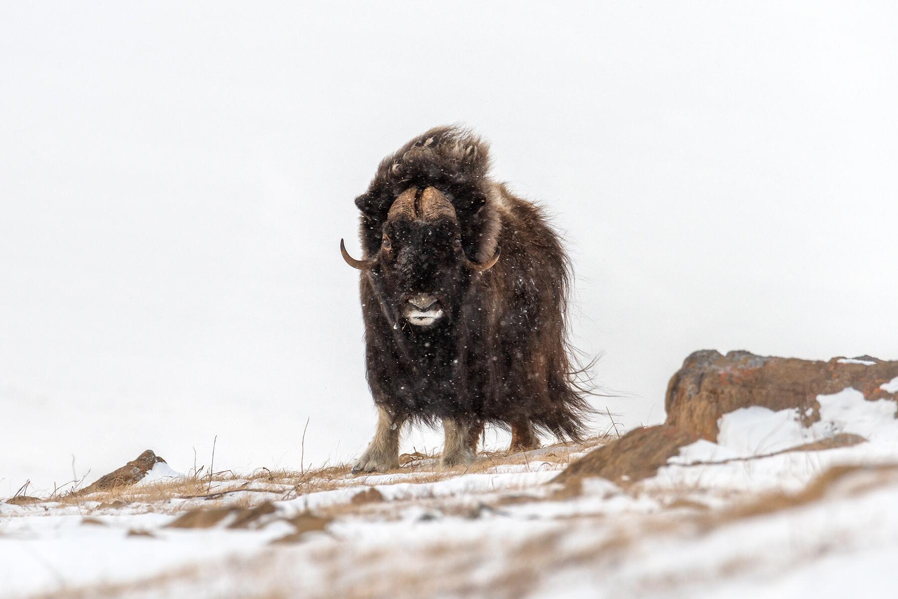 05_AnimalsofNorthPole__Muskox_shutterstock_1689113476